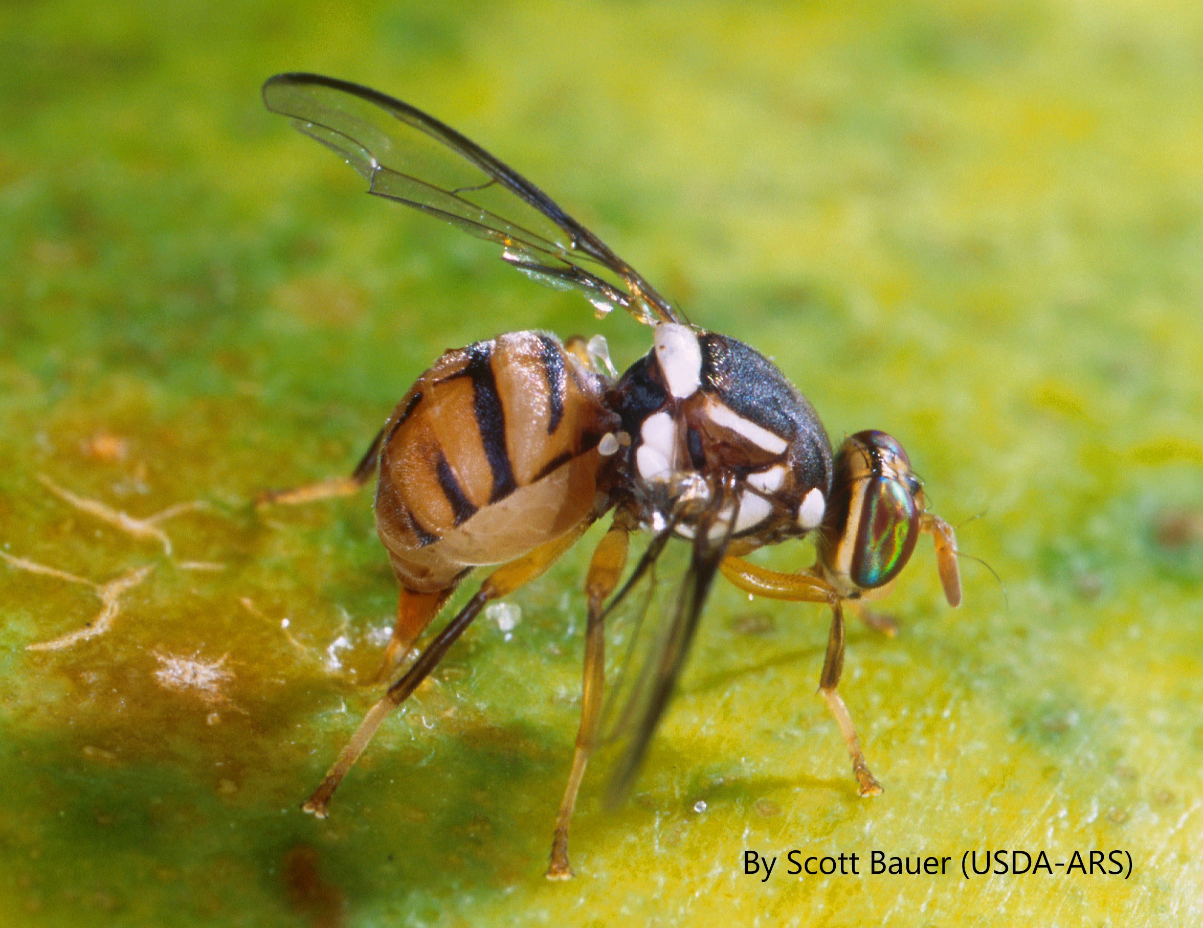 <p><em>Bactrocera dorsalis</em> (Oriental Fruit Fly): APHIS Establishes a Quarantine in Fountain Valley, Orange County, California</p>