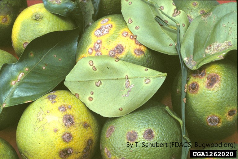 <p><em>Xanthomonas citri</em> subsp. <em>citri</em> (causal agent of Citrus Canker): APHIS Establishes a Domestic Quarantine in Baldwin County, Alabama</p>